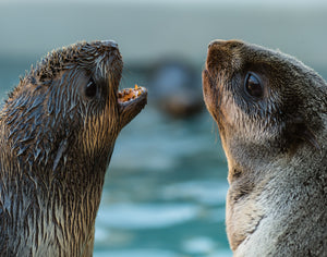 Bill Hunnewell Matted Print - Fur Seal Conversation