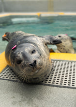 Load image into Gallery viewer, Adopt-a-Seal® Cyrus - Exclusive Digital Download!
