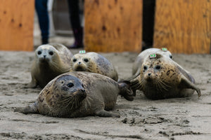 Bill Hunnewell Matted Print - Harbor Seal Release