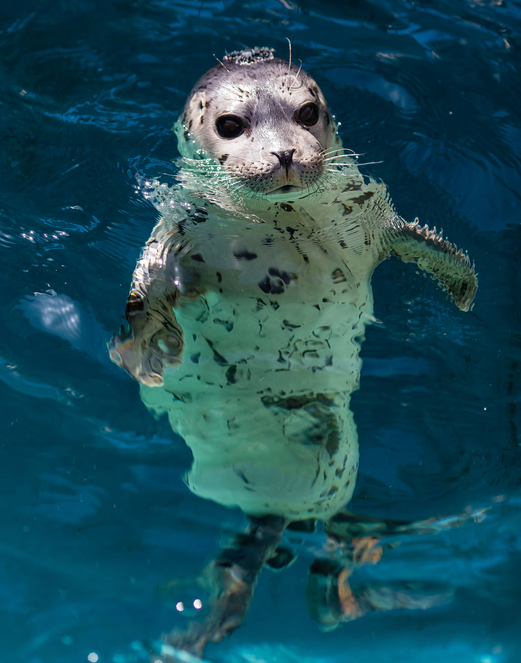 Bill Hunnewell Matted Print - Harbor Seal in Pool