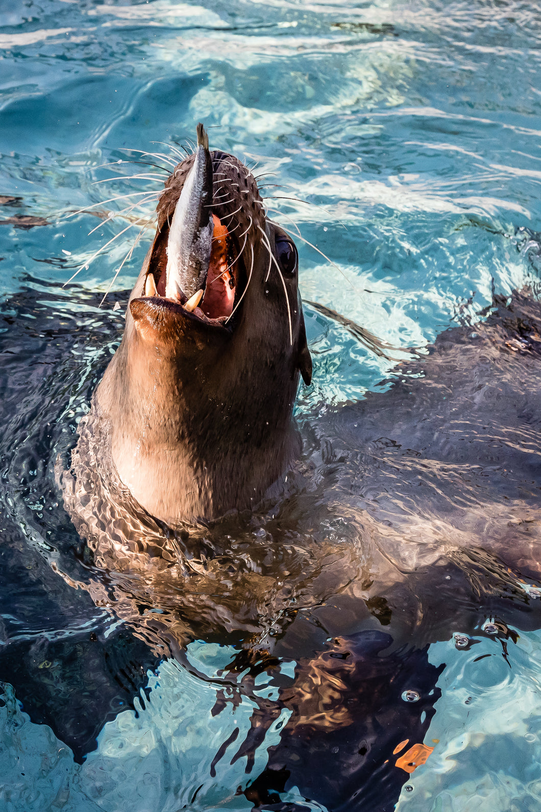 Bill Hunnewell Matted Print - Hungry Sea Lion