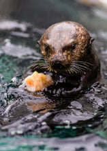 Load image into Gallery viewer, Bill Hunnewell Matted Print - Hungry Sea Otter - 16x20
