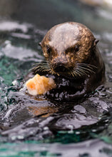 Load image into Gallery viewer, Bill Hunnewell Signed Matted Print - Hungry Sea Otter - 8x10
