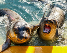 Load image into Gallery viewer, Bill Hunnewell Signed Matted Print - Pair of Elephant Seals - 16x20
