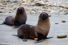 Load image into Gallery viewer, Bill Hunnewell Matted Print - Pair of Fur Seals
