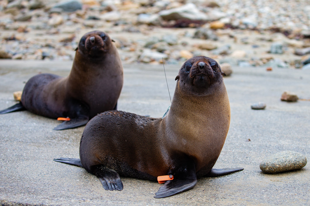 Bill Hunnewell Matted Print - Pair of Fur Seals