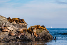 Load image into Gallery viewer, Bill Hunnewell Matted Print - Sea Lion Colony
