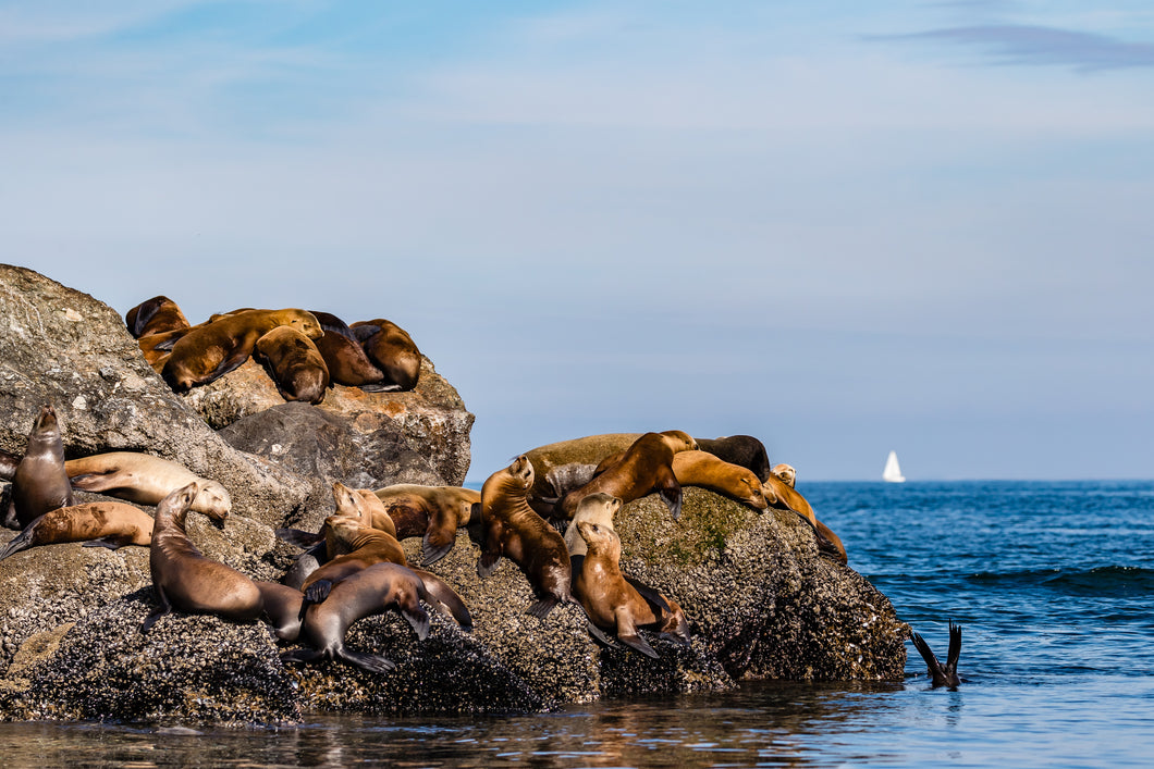 Bill Hunnewell Matted Print - Sea Lion Colony