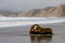 Load image into Gallery viewer, Bill Hunnewell Signed Matted Print - Sea Lion Kiss - 16x20
