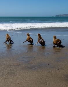 Bill Hunnewell Matted Print - Sea Lions Heading Back to the Ocean