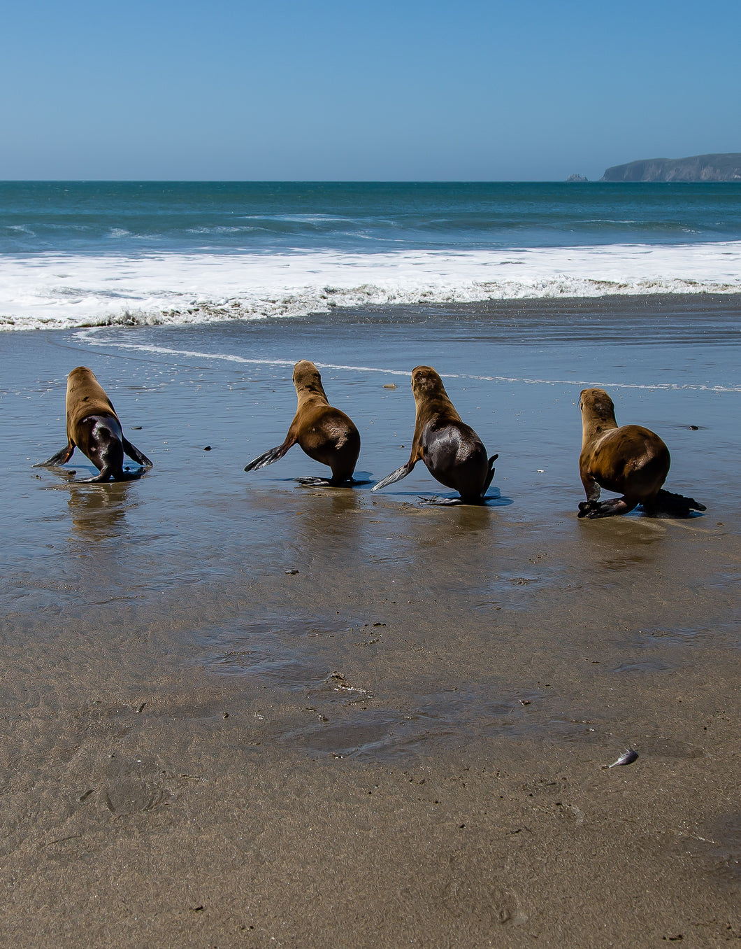 Bill Hunnewell Matted Print - Sea Lions Heading Back to the Ocean