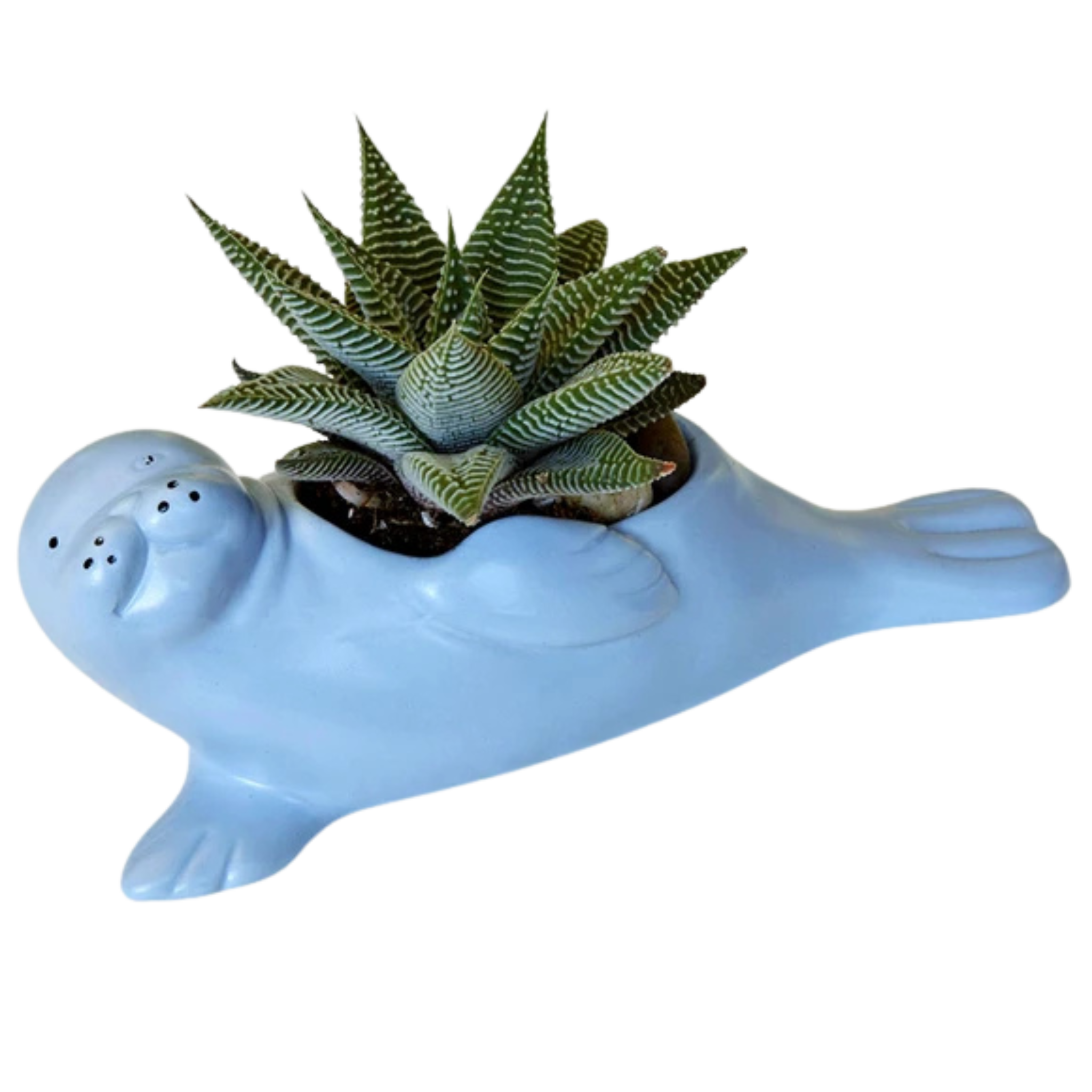 animal succulent pots Seal Pup Planter – The Marine Mammal Center Gift Store