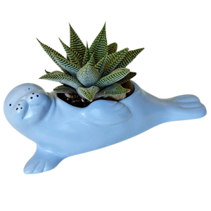 Seal Pup Planter