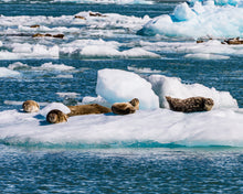 Load image into Gallery viewer, Bill Hunnewell Signed Matted Print - Seals on an Iceberg - 16x20
