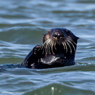 Adopt-a-Seal® - Mooring - Exclusive Digital Download!
