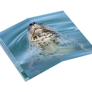 Harbor Seal Breathe Card