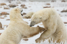 Load image into Gallery viewer, Bill Hunnewell Signed Matted Print - Two Polar Bears - 16 x 20
