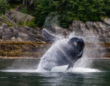 Load image into Gallery viewer, Bill Hunnewell Matted Print - Whale Breaching
