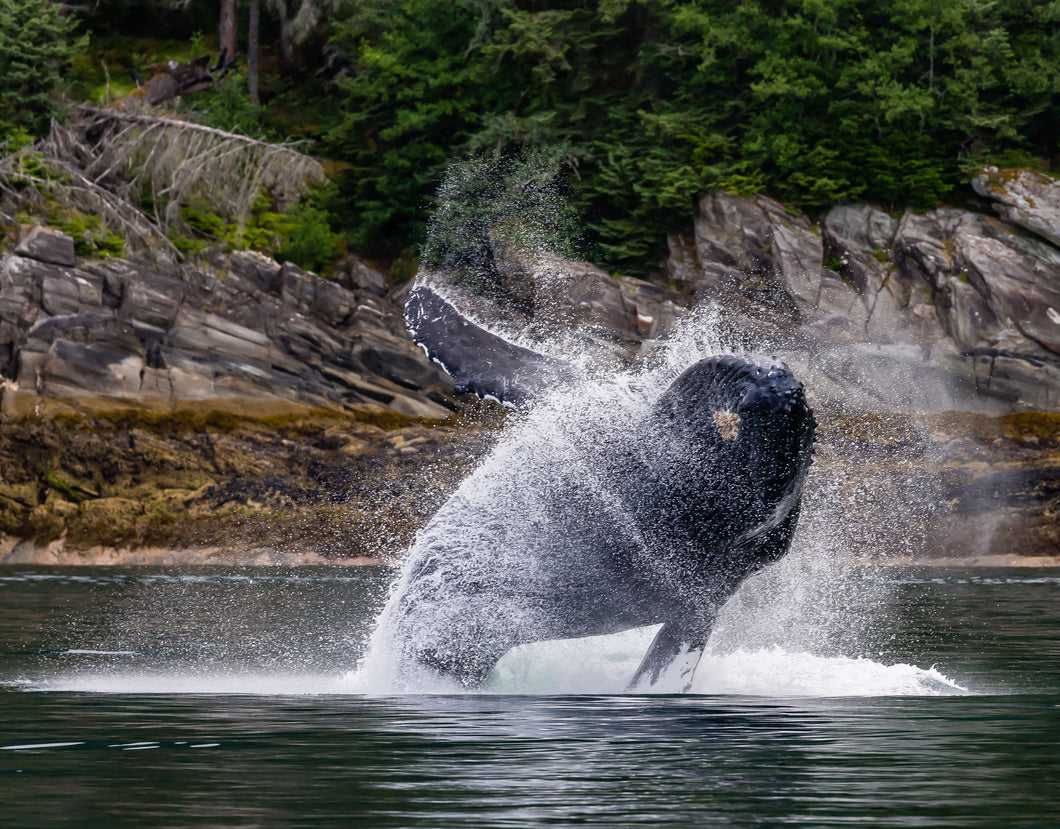 Bill Hunnewell Matted Print - Whale Breaching