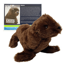 Load image into Gallery viewer, Small brown sea lion plush toy in front of certificate with Steller sea lion Astro&#39;s photo and story. 
