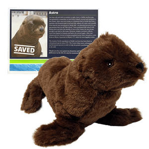 Small brown sea lion plush toy in front of certificate with Steller sea lion Astro's photo and story. 