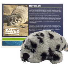 Load image into Gallery viewer, Gray plush seal with black spots, in front of a certificate with harbor seal Heyerdahl&#39;s photo and story
