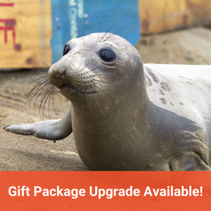 Closeup of elephant seal pup with orange banner along bottom of image that reads "Gift Package Upgrade Available!"