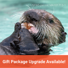 Load image into Gallery viewer, Closeup of sea otter face as it eats shrimp, with orange banner along bottom of image that reads &quot;Gift Package Upgrade Available!&quot;
