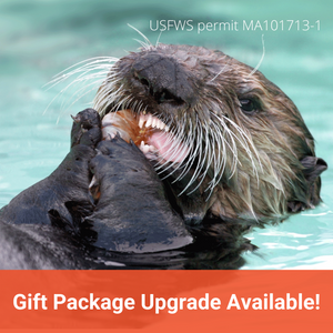 Closeup of sea otter face as it eats shrimp, with orange banner along bottom of image that reads "Gift Package Upgrade Available!"