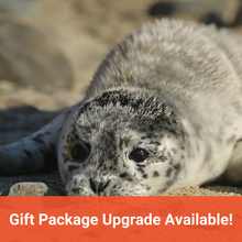 Load image into Gallery viewer, Harbor seal pup resting on beach, with orange banner underneath image that reads &quot;Gift Package Upgrade Available!&quot;
