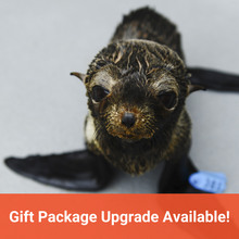 Load image into Gallery viewer, Front profile of Guadalupe fur seal pup, with orange banner beneath image that reads &quot;Gift Package Upgrade Available!&quot;
