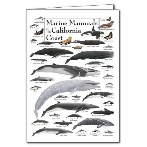 Marine Mammals of the California Coast Greeting Card