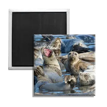 Elster Harbor Seals Magnet