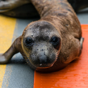 Front profile of elephant seal pup with reddish fur. 