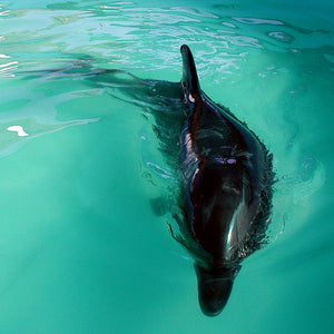 Bottlenose dolphin swimming in pool.