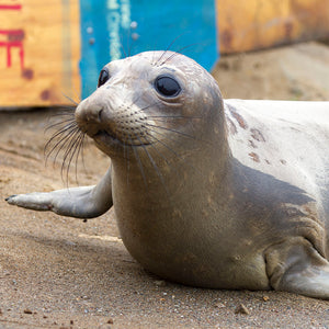 Closeup of elephant seal pup.