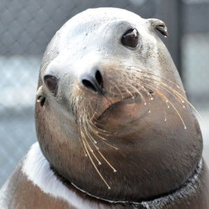 Closeup of California sea lion with entanglement scar on its neck.
