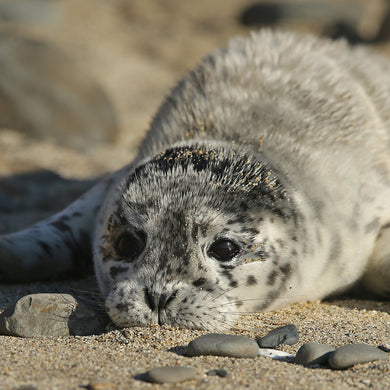 Harbor seal pup resting on beach.