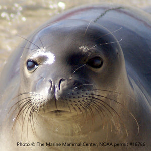 Closeup of Hawaiian monk seal face. Text reads "Photo (c) The Marine Mammal Center, NOAA Permit #18786"