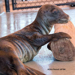 Hawaiian monk seal pup resting on its side with one flipper on a log. Text reads "NOAA permit 18786"
