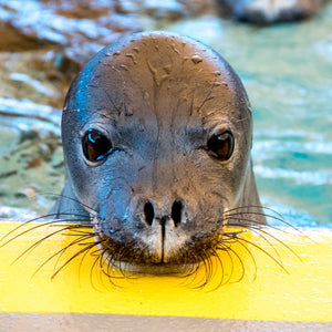 Closeup of Hawaiian monk seal pup's face.