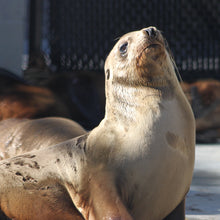 Load image into Gallery viewer, Side profile of California sea lion pup.
