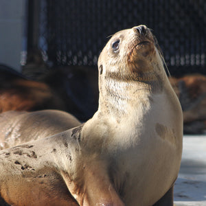 Side profile of California sea lion pup.