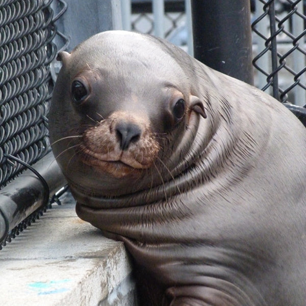 Steller sea lion resting against fence.