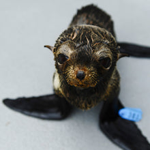 Load image into Gallery viewer, Front profile of Guadalupe fur seal pup.
