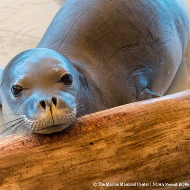 Closeup of Hawaiian monk seal pup resting against log. Text reads 