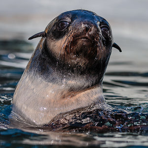 Closeup of fur seal's face.