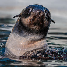 Load image into Gallery viewer, Closeup of fur seal pup&#39;s face.
