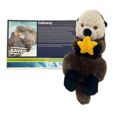 Load image into Gallery viewer, Brown plush sea otter with tan face holding an orange seastar and certificate with sea otter Calloway&#39;s photo and story.
