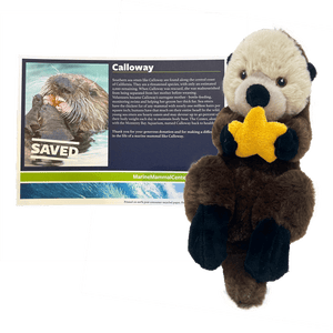 Brown plush sea otter with tan face holding an orange seastar and certificate with sea otter Calloway's photo and story.